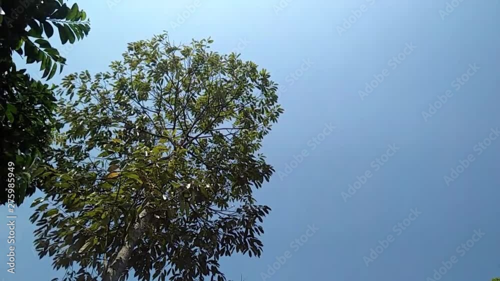 green tree on blue sky