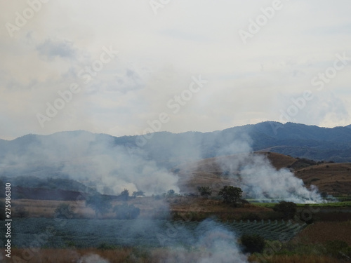 Agave field in the middle of a controled fire to cleanse the soil  photo