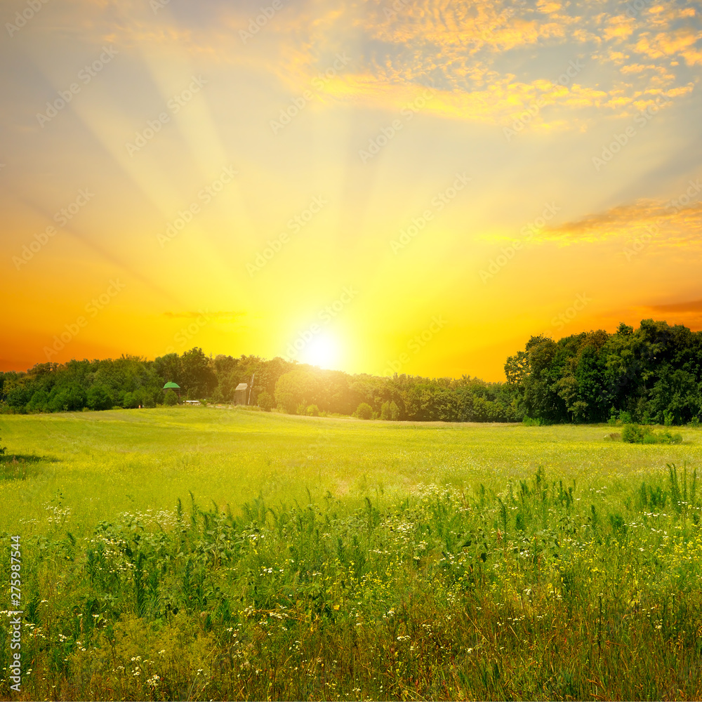 Green field and bright sunset.