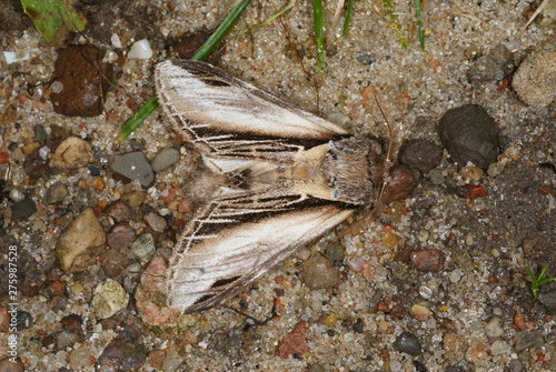 Pheosia tremula (CLERCK, 1759) Pappel-Zahnspinner 02.08.2011 DE, Mecklenburg-Vorpommern, Groß-Schwansee photo