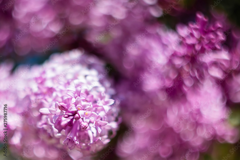 Blooming purple lilac closeup. The concept of beautiful summer flowering, natural beauty. Springtime and summer. Space for text, floral background. Blooming purple lilac closeup. The concept of beautiful summer flowering, natural beauty. Springtime and summer. Space for text, floral background.