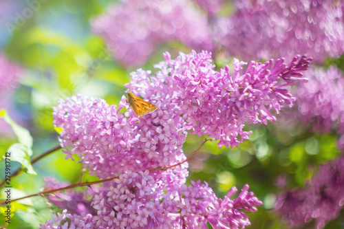 Blooming purple lilac closeup. The concept of beautiful summer flowering, natural beauty. Springtime and summer. Space for text, floral background. © Ольга Холявина