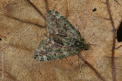 Chloroclysta siterata (HUFNAGEL, 1767) Olivgrüner Bindenspanner 28.09.2011 DE, NRW, Wuppertal-Cronenberg photo