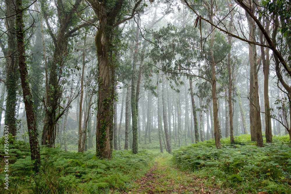 Fototapeta premium Phosphate path with large trees and a thick fog