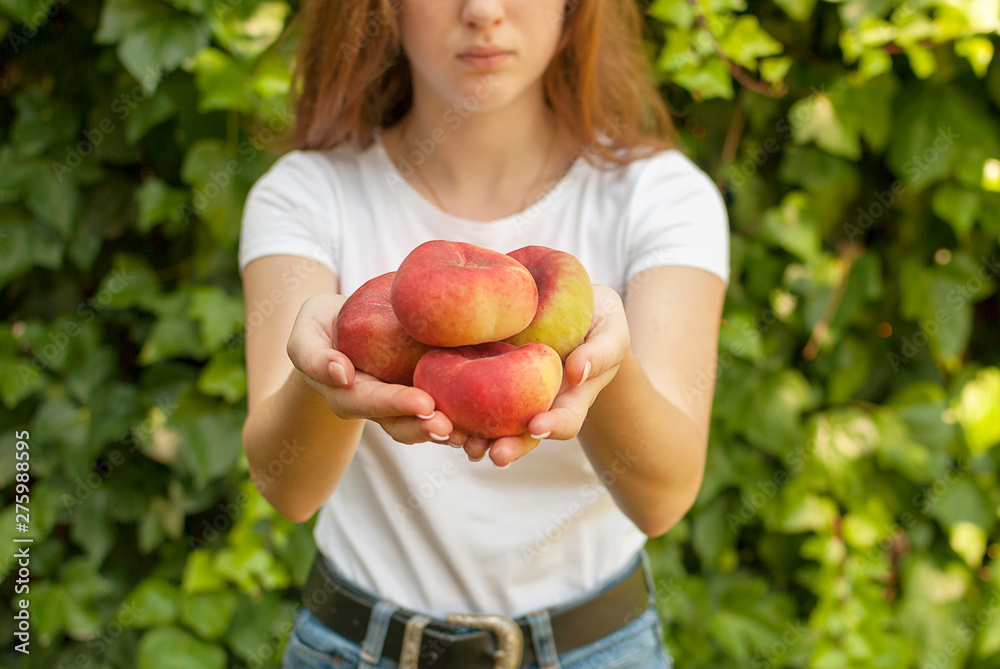 Isolated young woman holding some red plane peaches in her hands. Prunus persica platycarpa. Chinese, plane peach. Varieties: Galaxy, regalcake Aitona fruits Isolated young woman holding some red plane peaches in her hands. Prunus persica platycarpa. Chinese, plane peach. Varieties: Galaxy, regalcake Aitona fruits