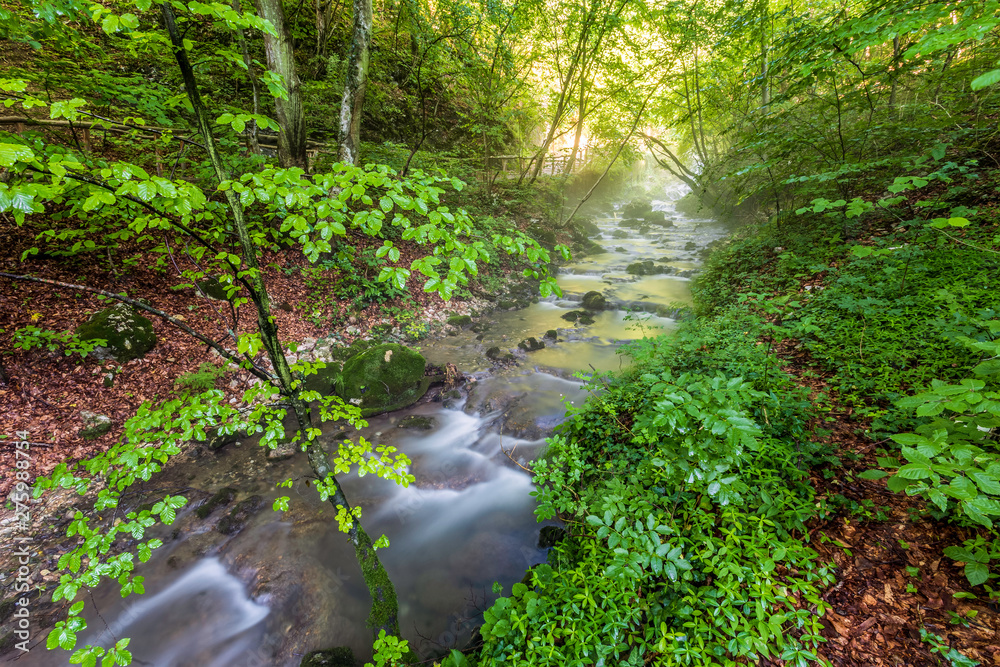 Fototapeta premium Forest creek, Romania