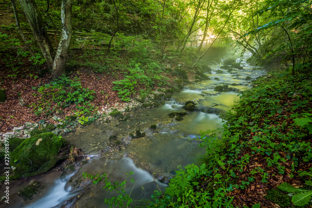 Forest creek, Romania