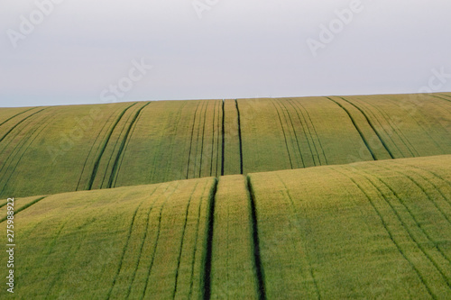 Beautiful countryside with green wheat fields landscape