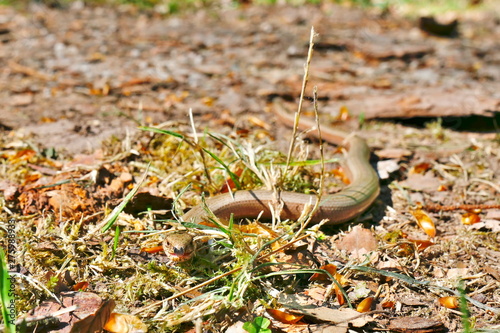 Blind worm on the forest ground in the sun, hissing with its tongue