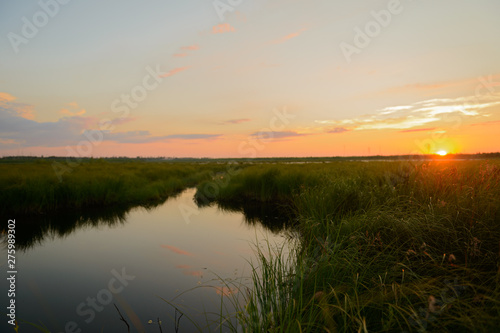 Summer sunset on a lake overgrown with reeds.