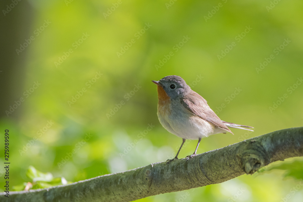 Red-breasted flycatcher (Ficedula parva). A small forest bird on a green background. Bieszczady Muntains. Poland