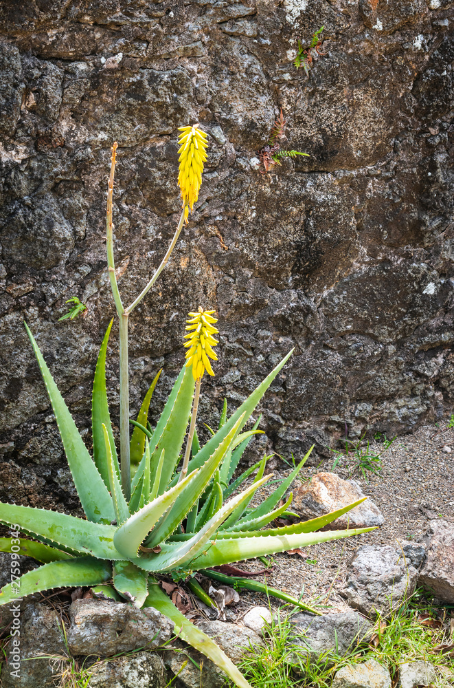 Blooming aloe vera plant with yellow flowers against rough wall at  fortress, Terre-de-Haut, Guadeloupe, Caribbean. Stock-foto | Adobe Stock