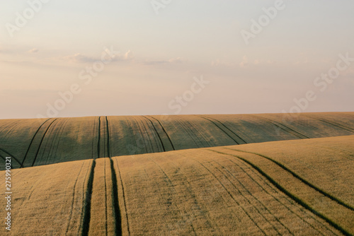 Wheat field in early summer, green wheat spoon