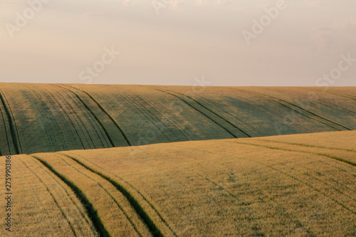 Wheat field in early summer, green wheat spoon
