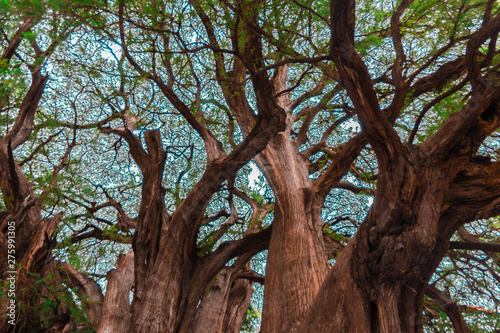 Un gran arbol