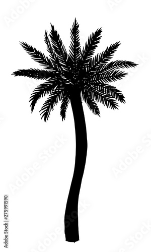 Vector illustration. Silhouette of palm tree.