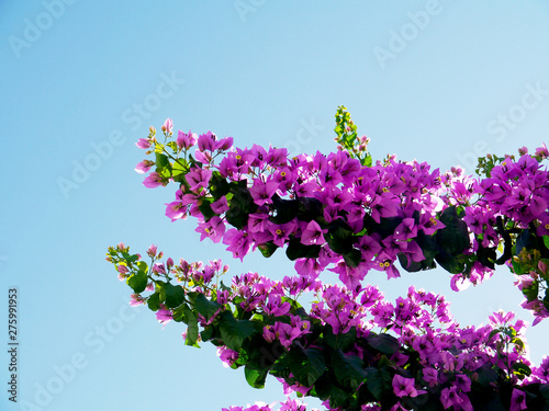 Bougainvillea is one of those climbing plants