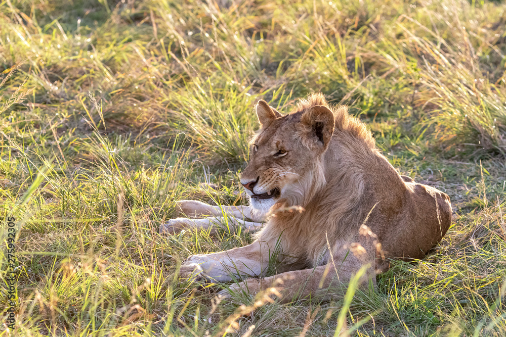 Naklejka premium Juvenile male lion in late afternoon sunshine