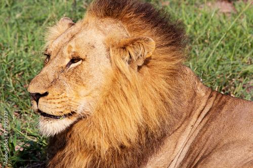 Fototapeta Naklejka Na Ścianę i Meble -  Male Lion