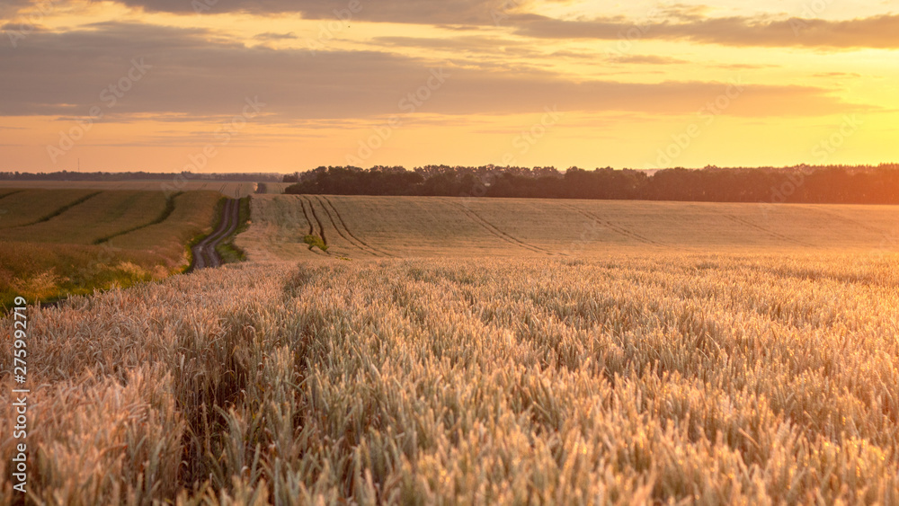 Wheat field with blue sky with sun and clouds against the backdrop