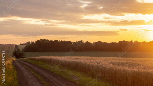 Wheat field with blue sky with sun and clouds against the backdrop