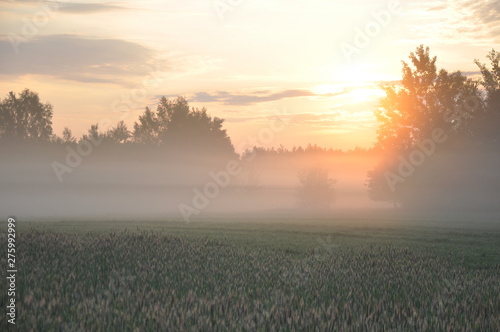 Dawn on meadow. Colorful sunrise and fog above field and trees. Nature.