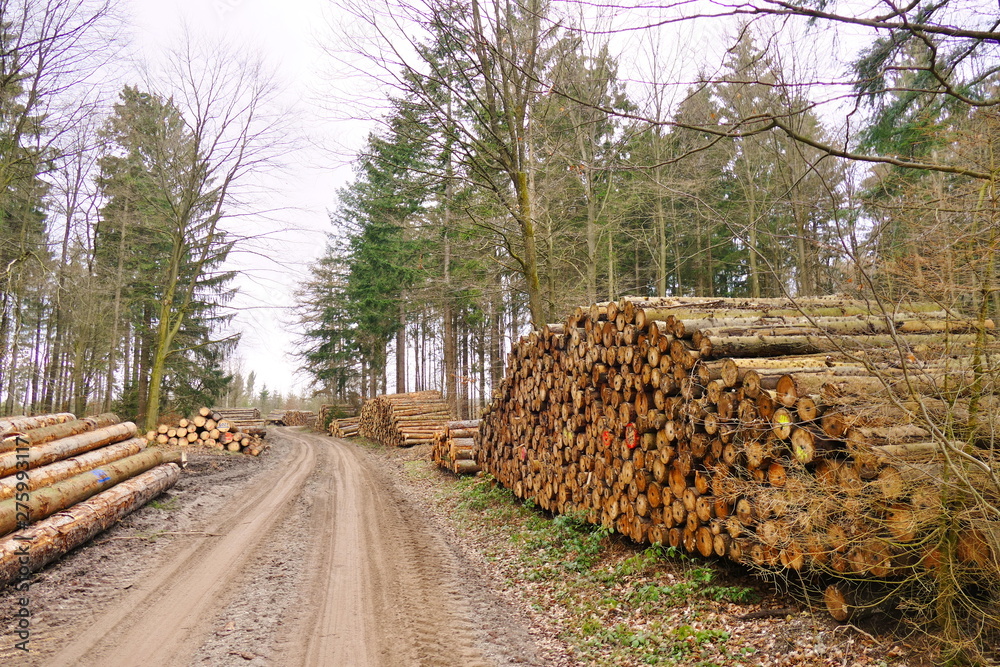 Lumber industry: tree logs piled up in the forest