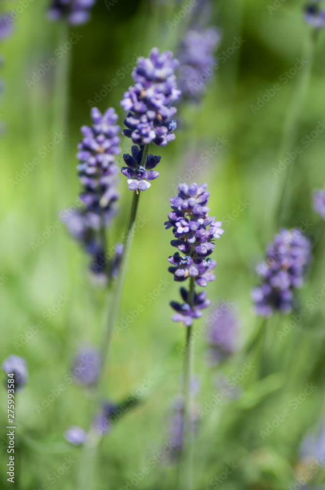 closeup of purple flowers of lavender in a field closeup of purple flowers of lavender in a field