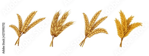 Realistic wheat. Ears and grains of organic rye spike and oat, farming agricultural cereals healthy food. Vector harvest agriculture isolated set photo