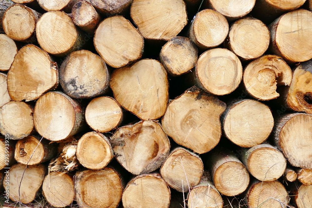 Frontal view of a pile of tree logs Frontal view of a pile of tree logs