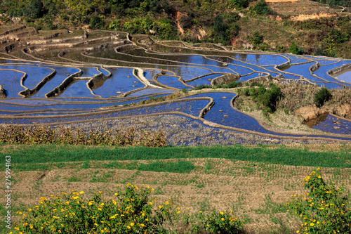 Honghe Yuanyang, Samaba Rice Terrace Fields - Baohua township, Yunnan Province China. Sama Dam Multi-Color Terraces - grass, mud construction layered terraces filled with water, blue sky reflection photo