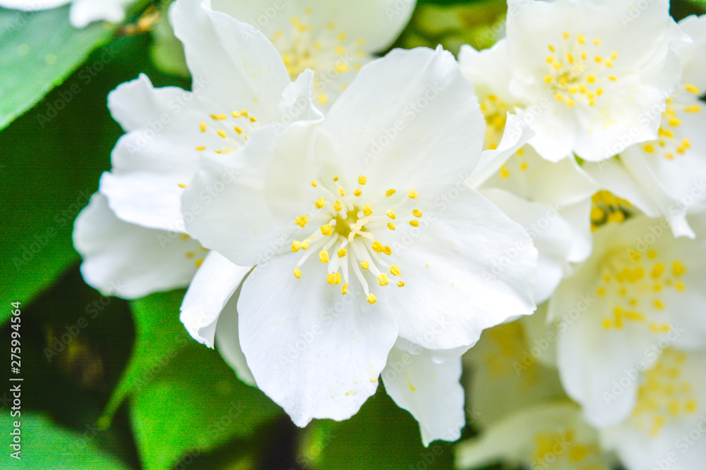 Obraz premium White jasmine bush blossoming in summer day