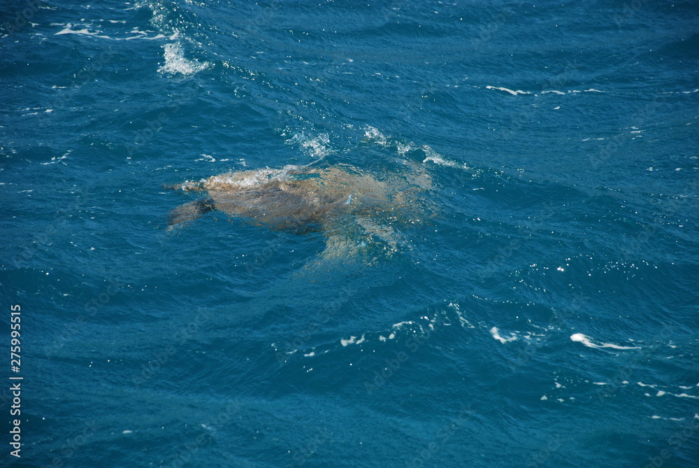 Sea turtle swims in the Mediterranean Sea near the Turkish city of Kemer