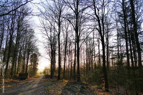 Rising sun casting long shadows in the forest