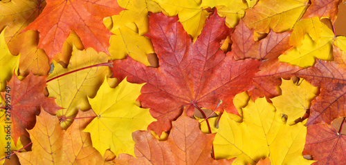 Autumn maple leaves. selective focus