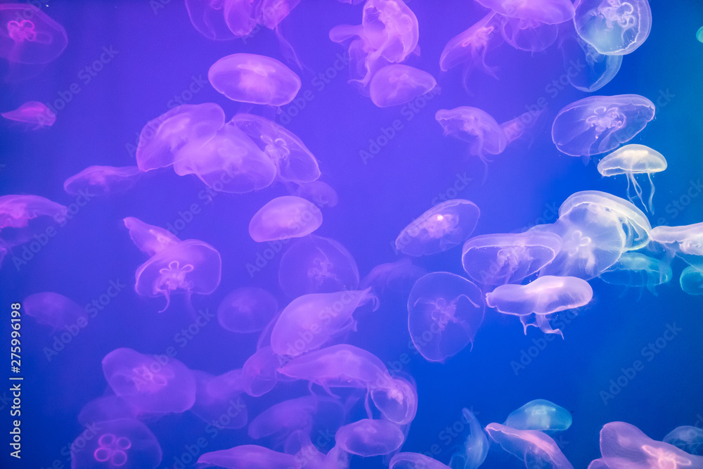 Jellyfish in the backlit aquarium. The inhabitants of the sea. Living creatures. Jellyfish movement. Jellyfish in the backlit aquarium. The inhabitants of the sea. Living creatures. Jellyfish movement.