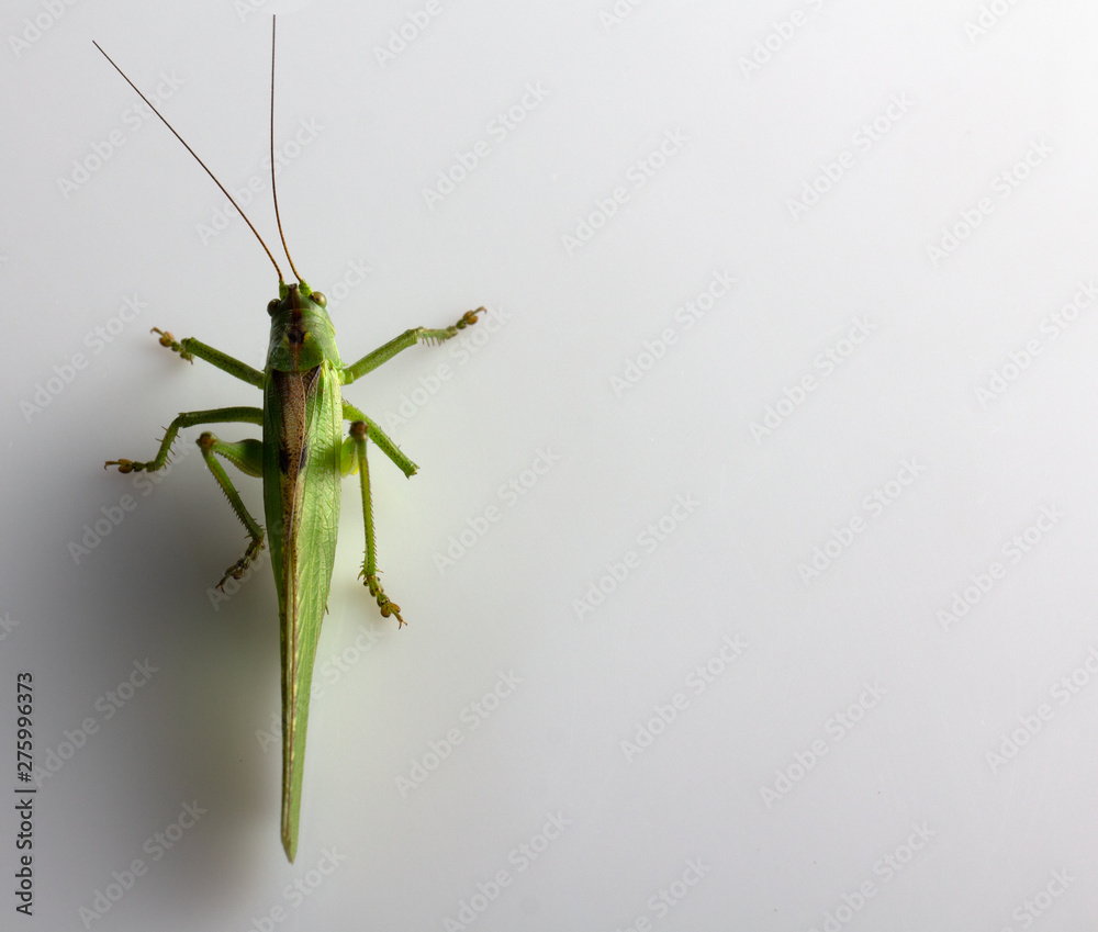 Big green grasshopper on white background close up Big green grasshopper on white background close up