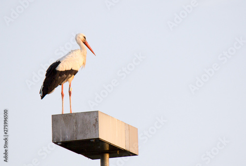 Stork on the Lamp / Storch auf der Lampe