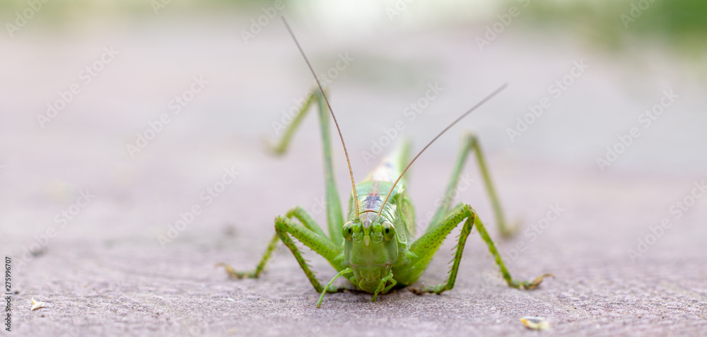 Big green grasshopper on white background close up Big green grasshopper on white background close up