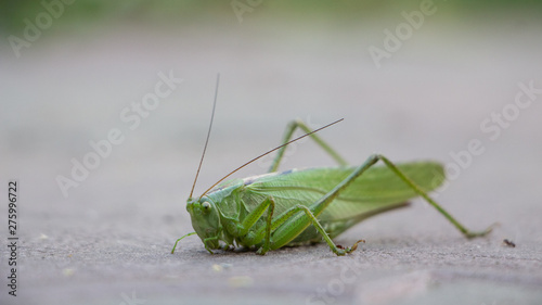 Big green grasshopper on white background close up © maykal