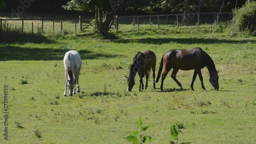 4 horses lazily grazing in an English field