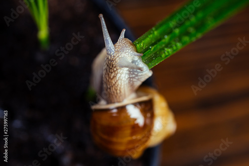 Cosmetology beauty procedure. Healing mucus. Cosmetics and snail mucus. Snail farm concept. Cute snail near green plant. Natural remedies. Adorable snail close up. Little slime with shell plant pot photo