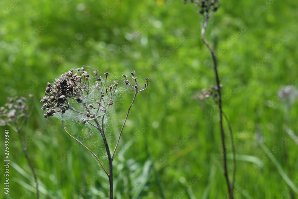 Web on a Bush Web on a Bush