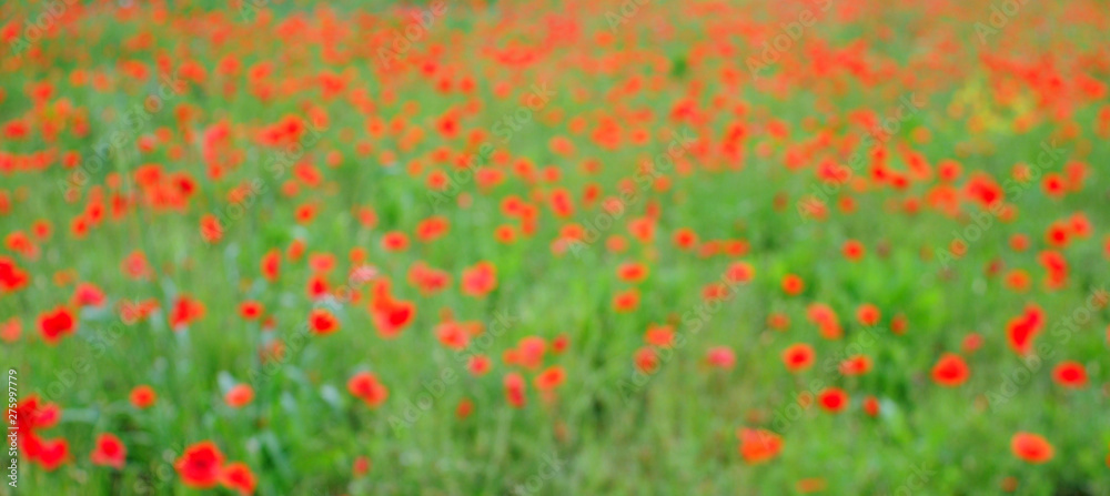 Poppy meadow (papaver, papaveraceae) in bright red and green, Intentionally blurred in camera, excellent nature background and useful for social media header