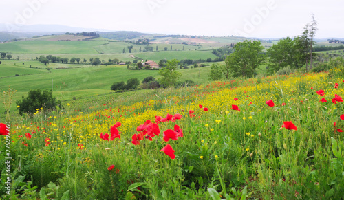 field of wild poppy’s (papaver, papaveraceae) and buttercups (ranunculus, ranunculeae) in front of tuscane landscape in spring, selective focus