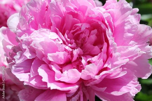 pink peony flower © Robyn