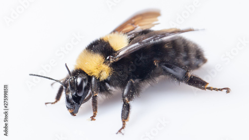 Bumblebee flaps its wings on a white background