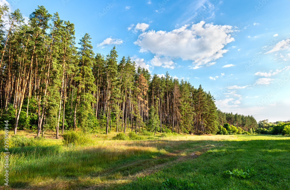 Pine forest and meadow Pine forest and meadow