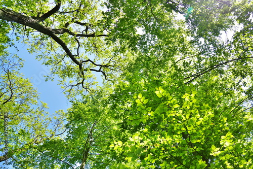 Forest canopy from below with fresh green leaves on a sunny day