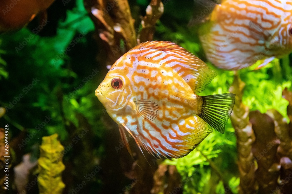 Fish swims in the aquarium in the aquarium. The inhabitants of the sea. Sea fish. Fish swims in the aquarium in the aquarium. The inhabitants of the sea. Sea fish.